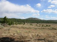 Cibola National Forest